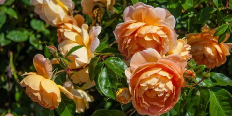 Úžasná austinská růže s měděně-oranžovými květy a jedinečnou vůní